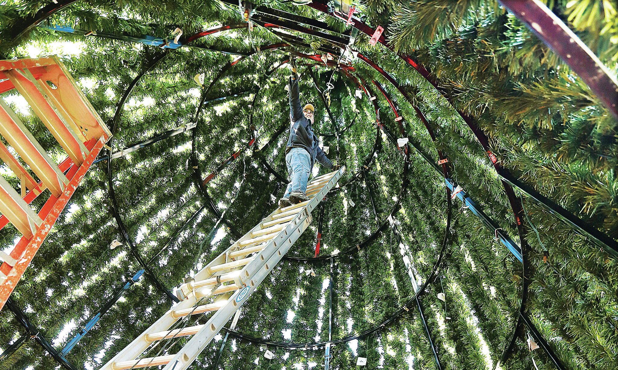 Photo Tree comes down downtown