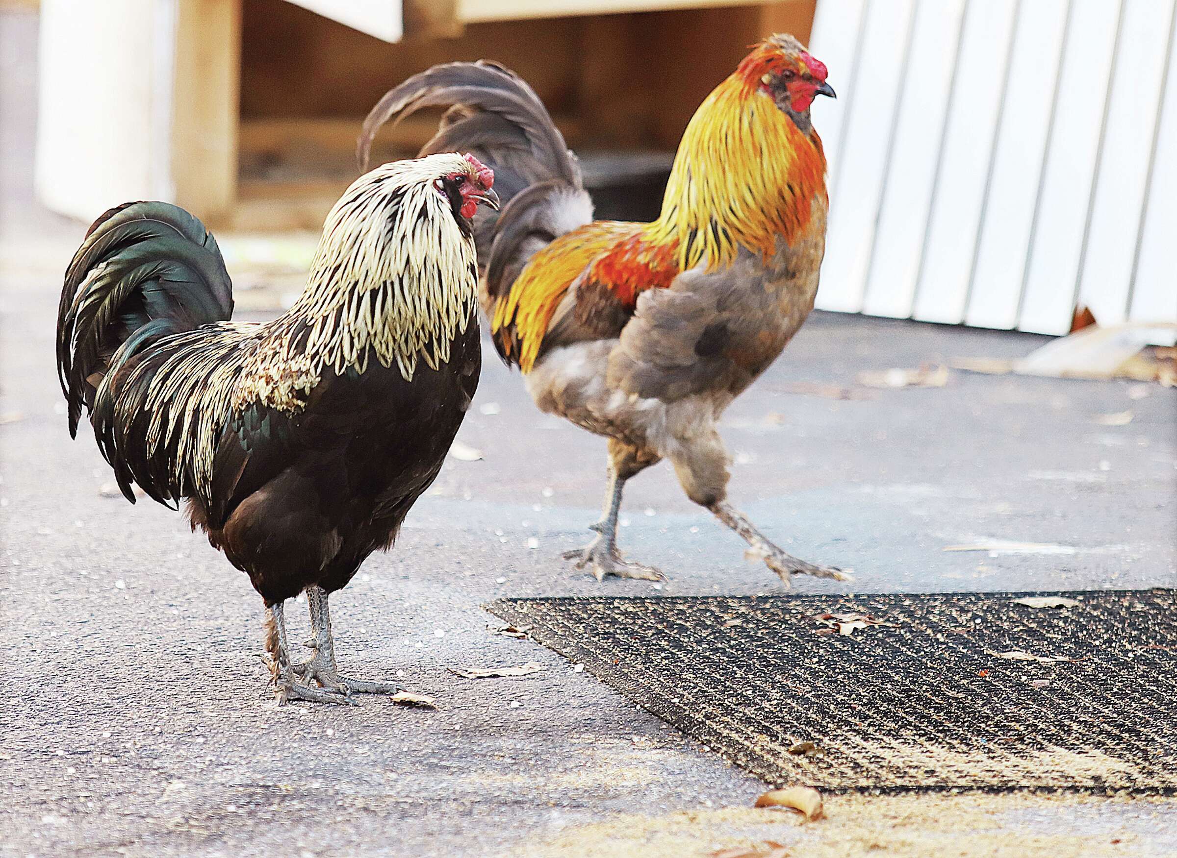 Urban chicken zoning regs updated by Madison County Board