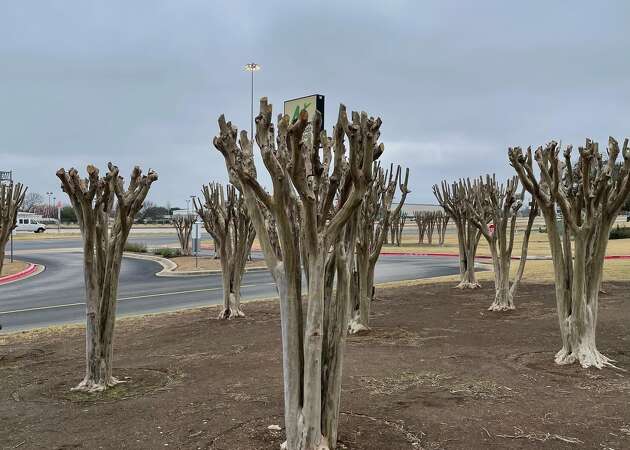 These unfortunate trees stand as a prime example of 'crape murder,' needless topping in a misguided attempt to improve their blooms.