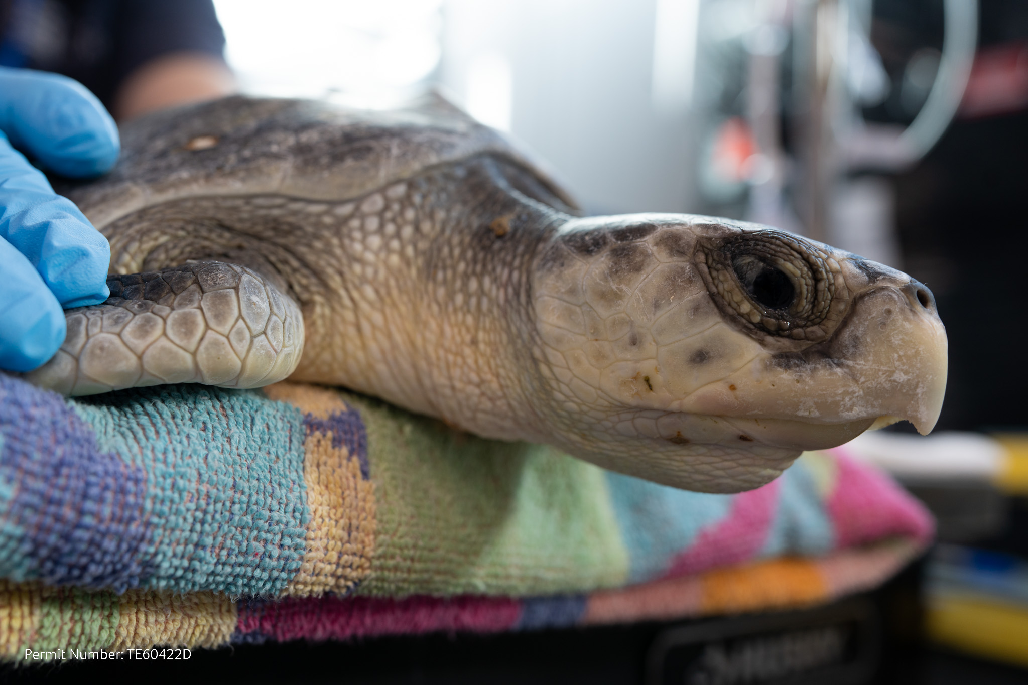 Mystic Aquarium rehabbing sea turtles found cold-shocked on Cape Cod
