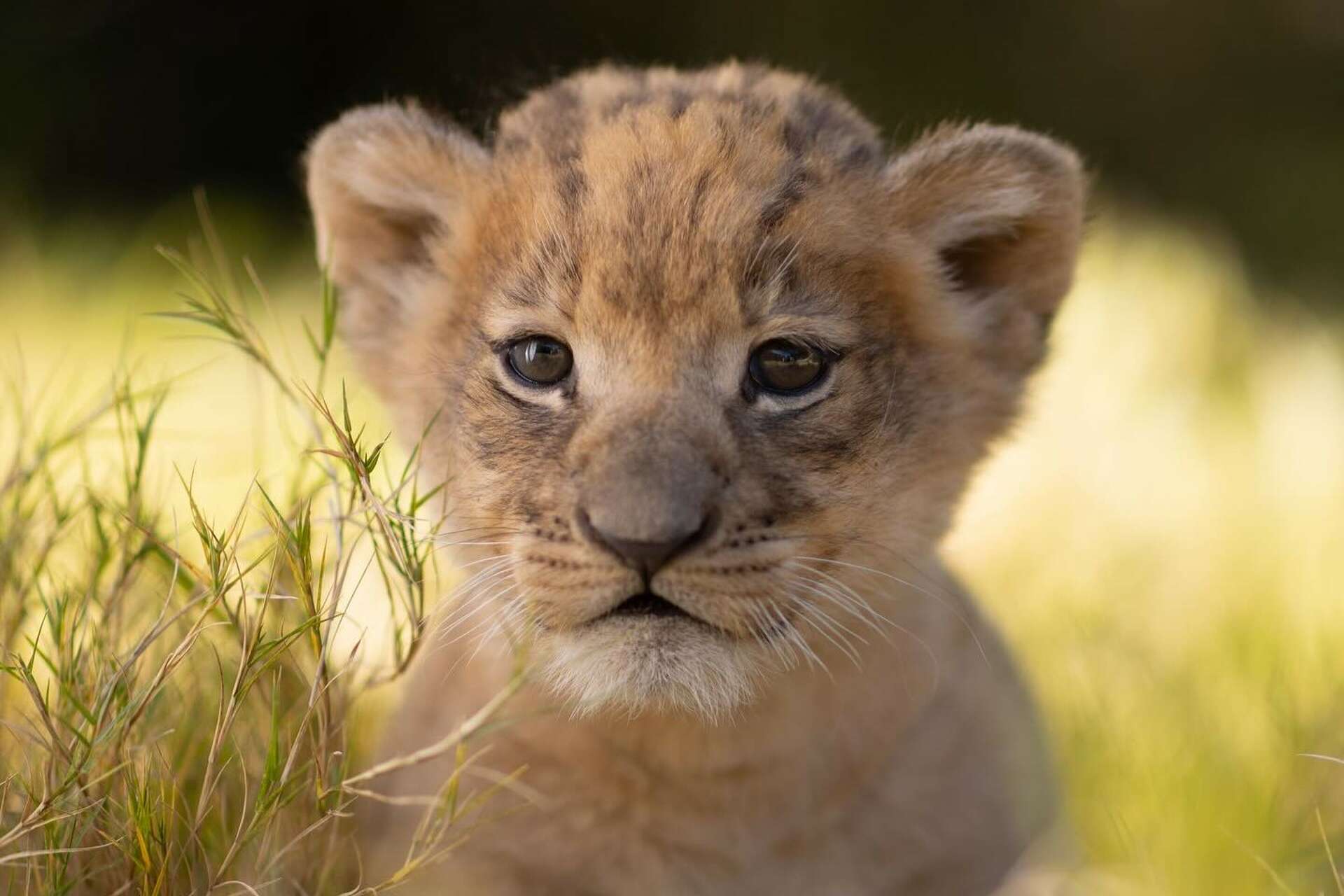 Cub, Lion Cub, Lion