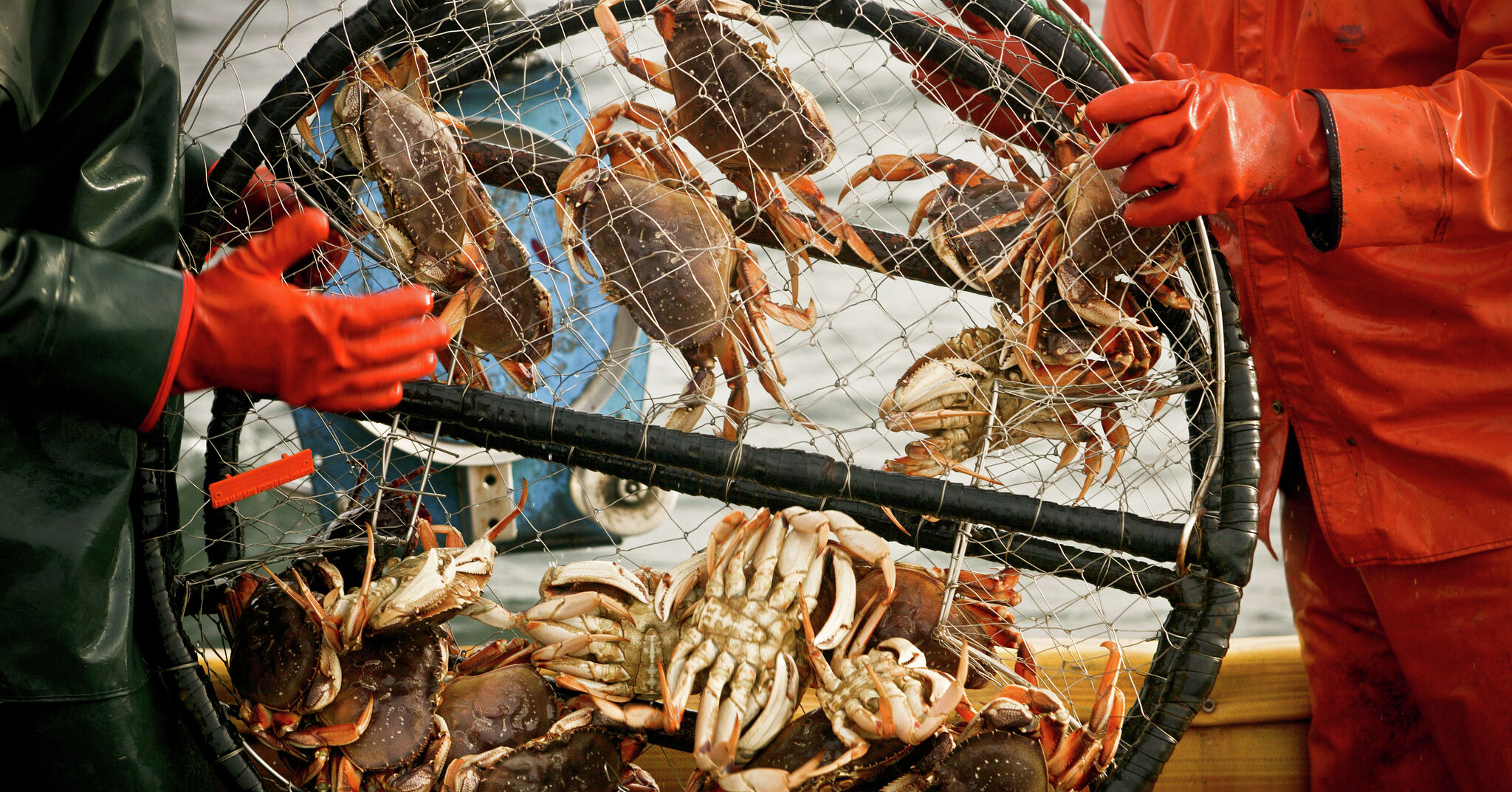 CDFW News  CDFW Announces Closure of Commercial Dungeness Crab