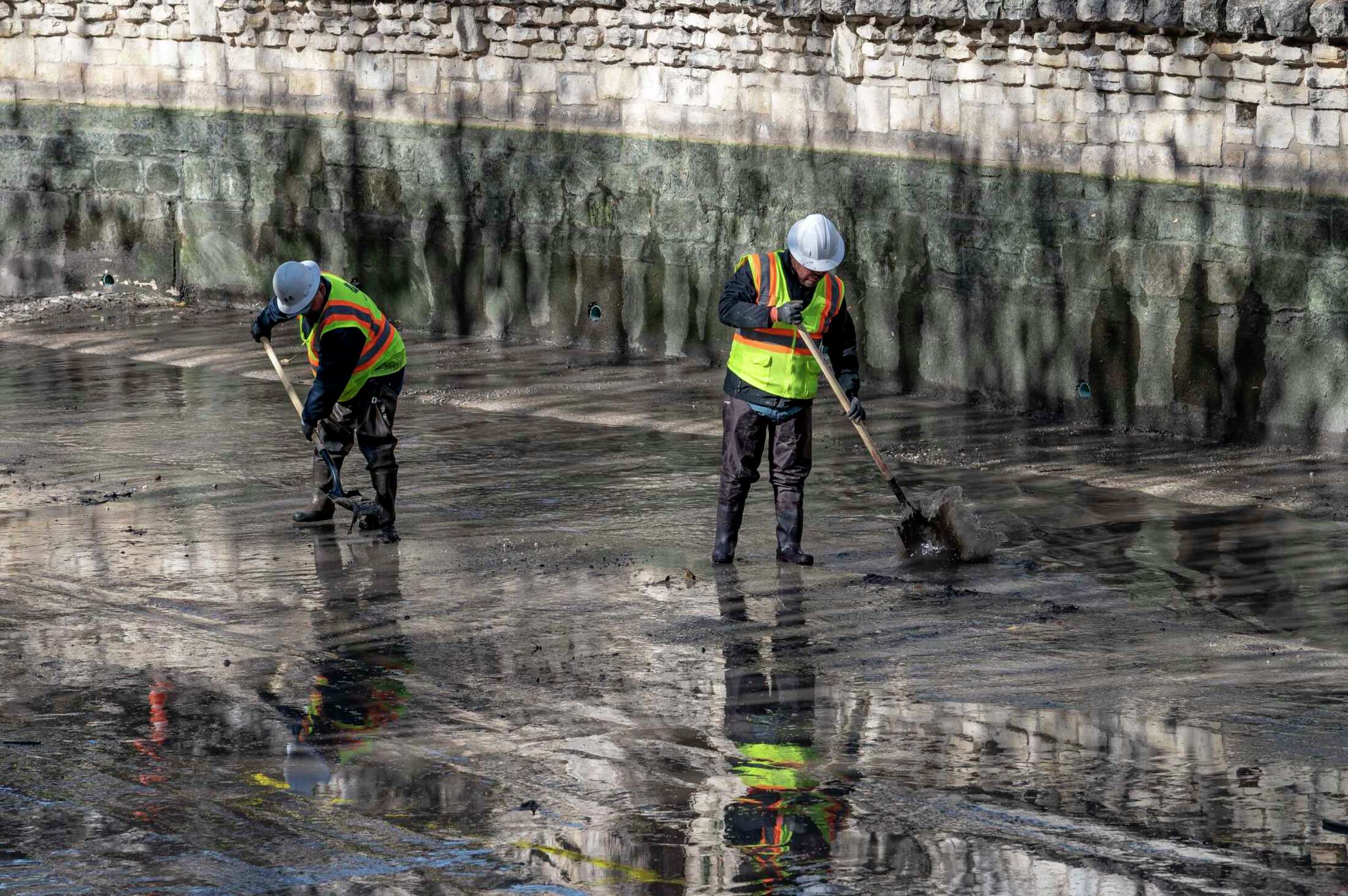 Nearly 2,000 invasive apple snails removed from San Antonio River
