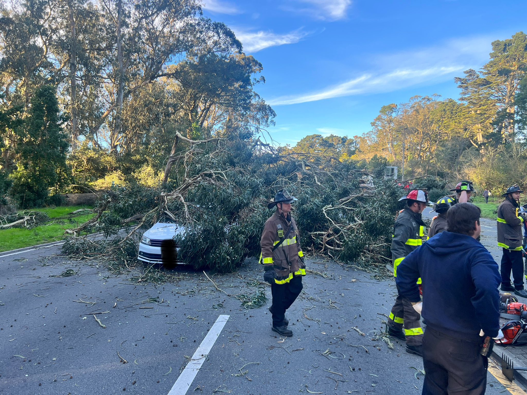Large tree falls on four cars at SF's Golden Gate Park