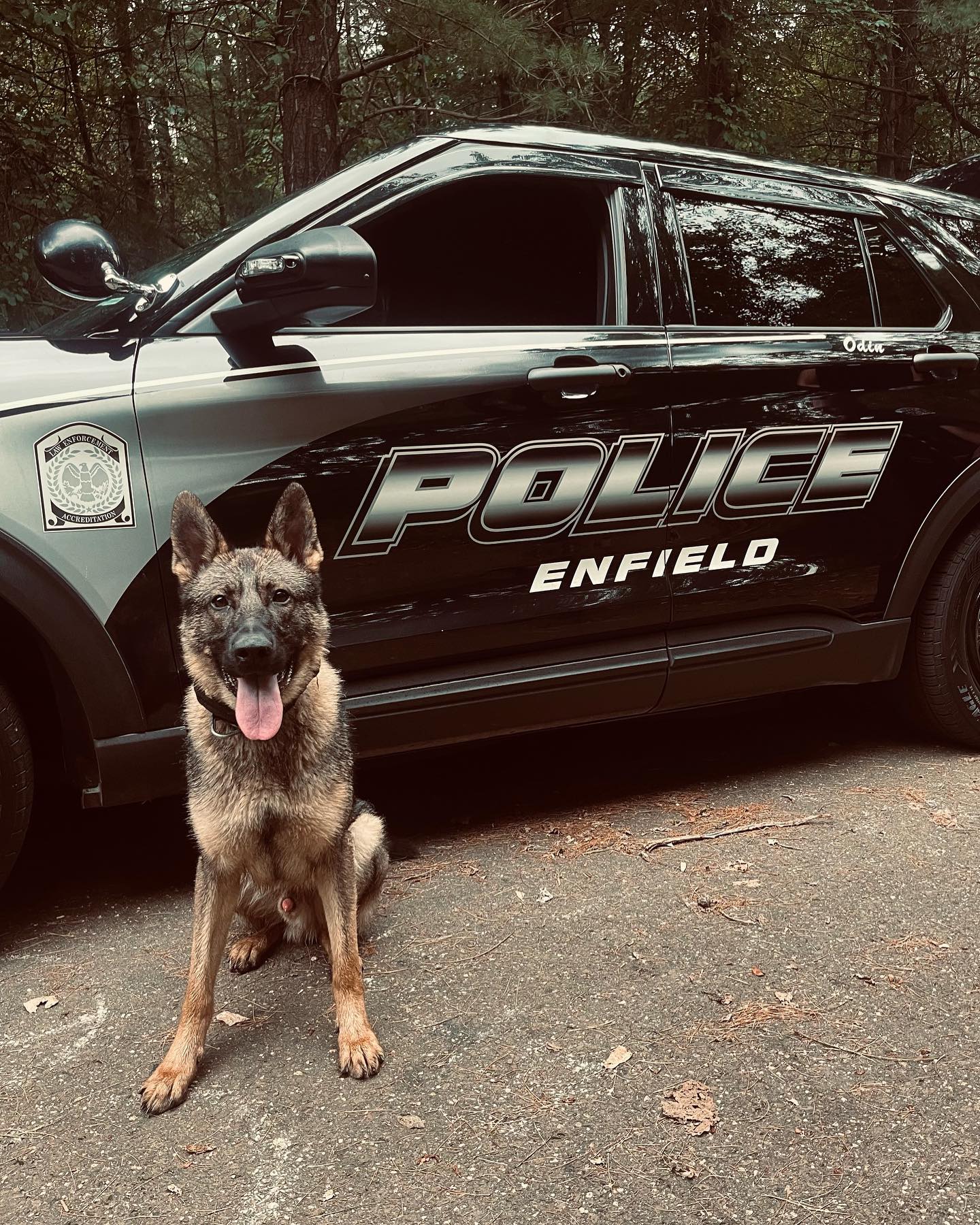 Enfield K-9 to wear protective vest after CT police dog Broko killed