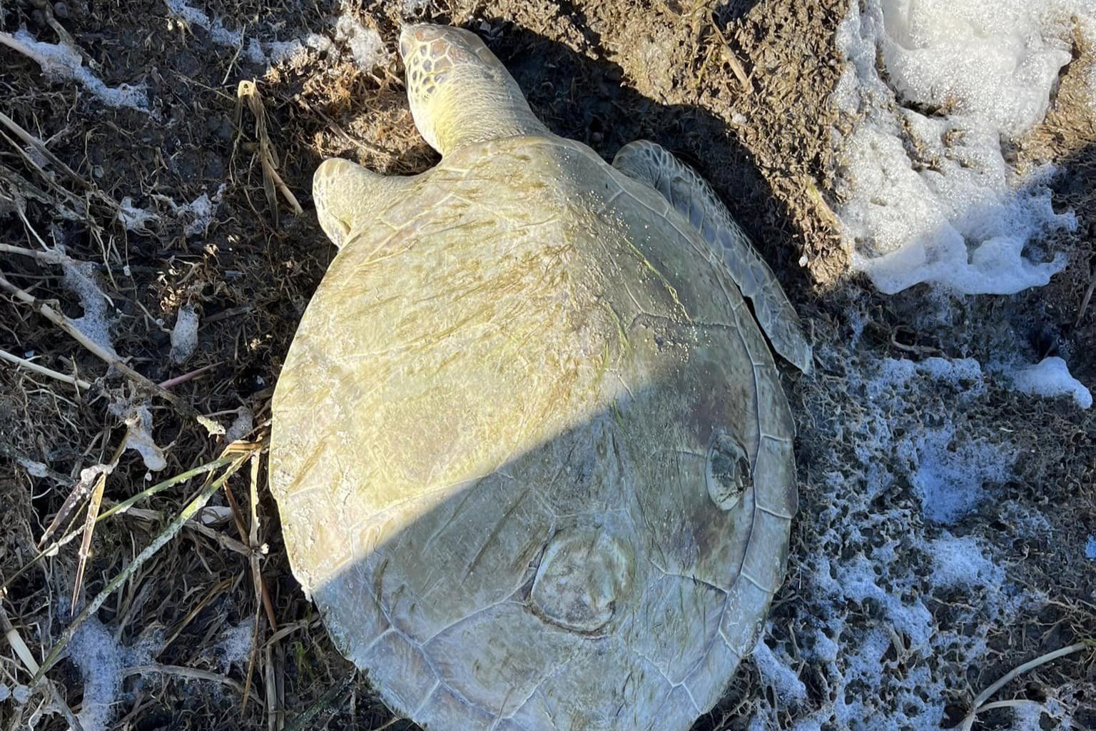 Volunteers Rescue Over 800 Baby Turtles from New Jersey Storm Drains