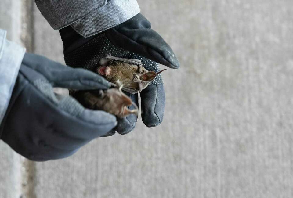 Houston Humane Society to release bats saved from freezing weather