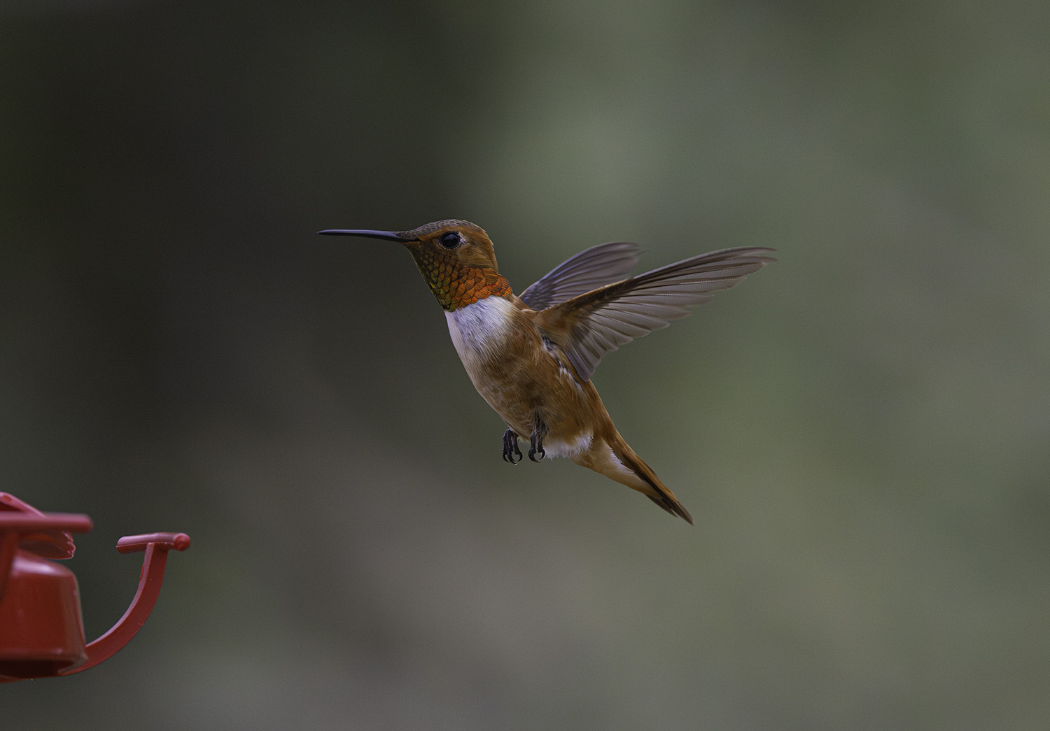 Rufous hummingbirds are wintering in Houston — and they're hungry