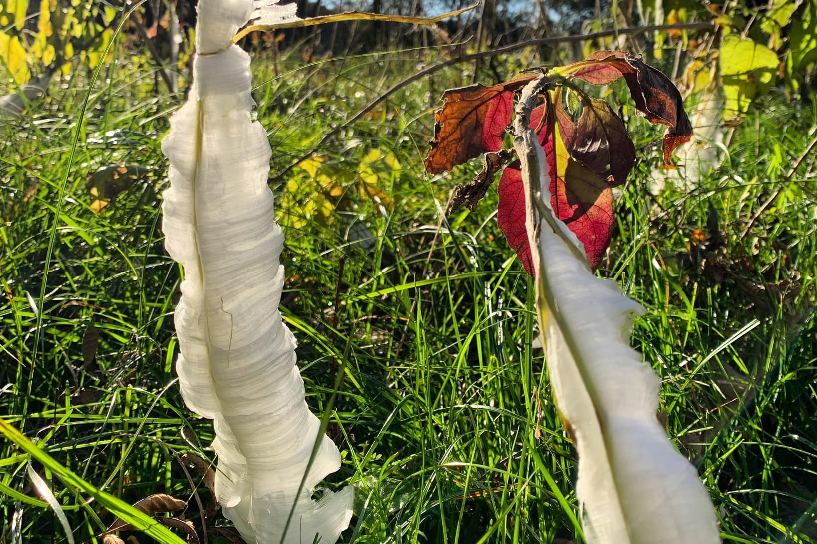 What is frostweed? Unique plant thrives in Texas freeze