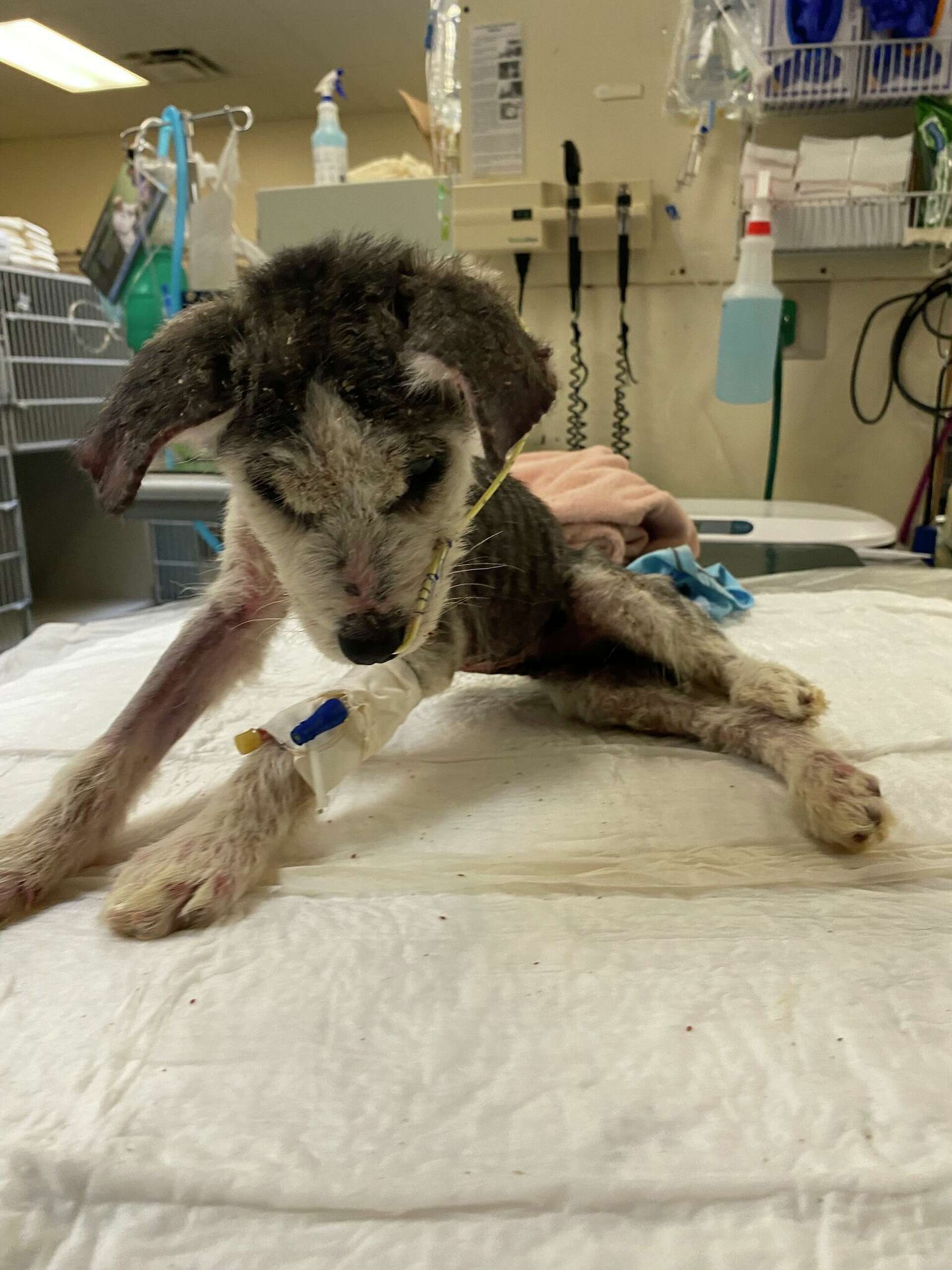 Humane society urges Empawthy animals be taken to a vet