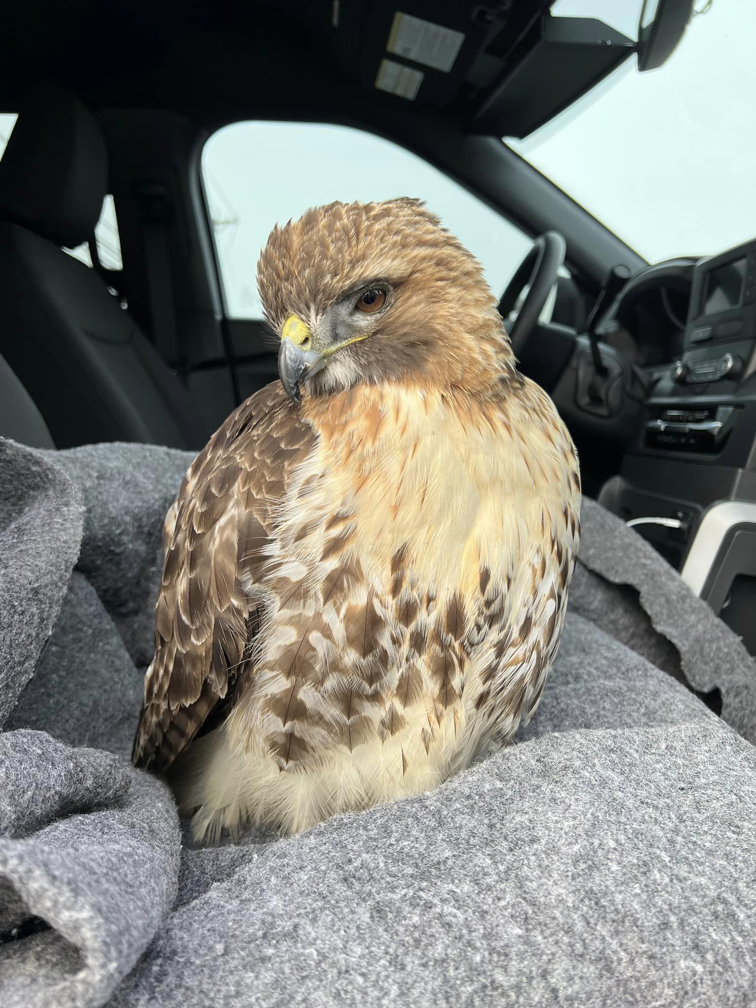 Wounded Hawk CT police: Trooper rescued injured red-tailed hawk on Route 85