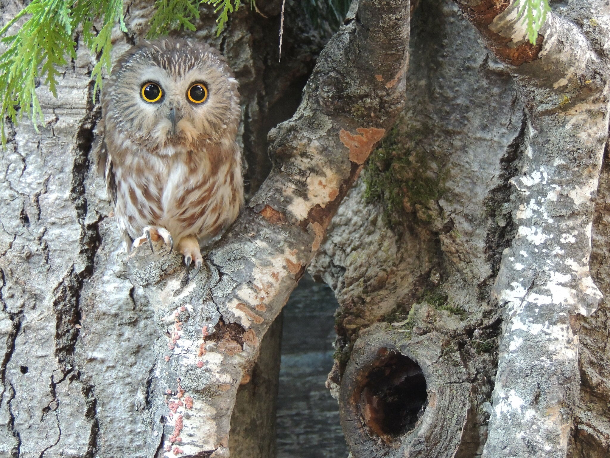 At about 6 inches, northern saw whet owl among smallest owls in world