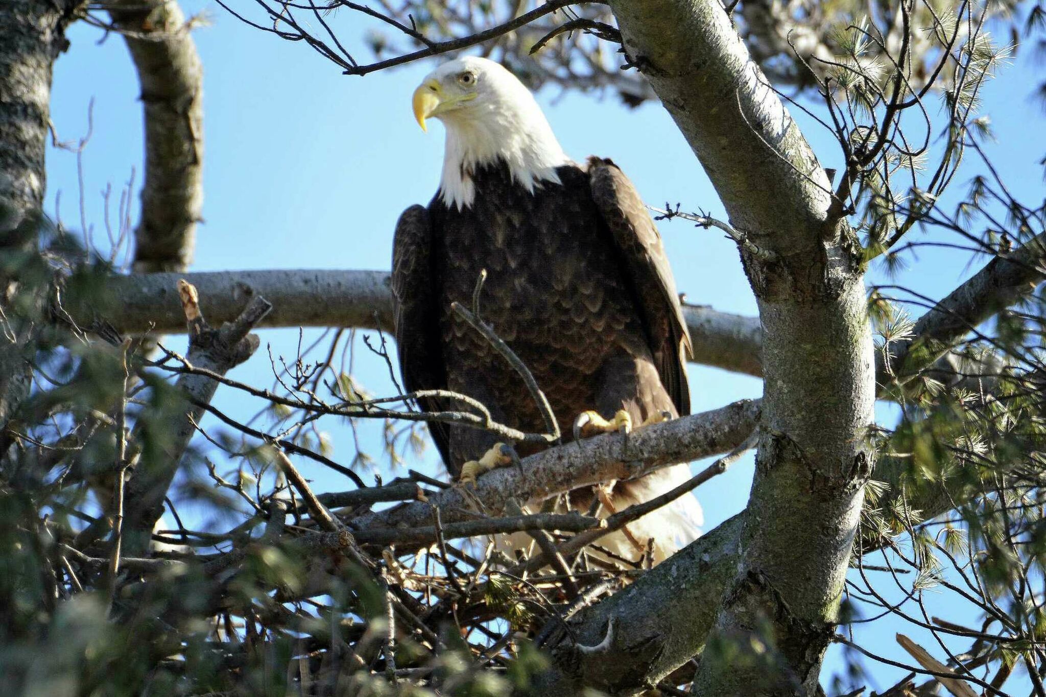 CT's bald eagle population is on 'an upward trend,' survey shows