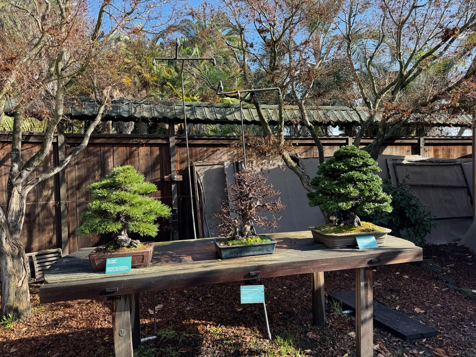 Thieves steal 20K in trees from Oakland bonsai garden