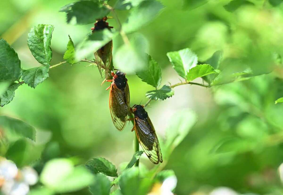 Rare 'double emergence' of cicadas expected in 2024 Here's where