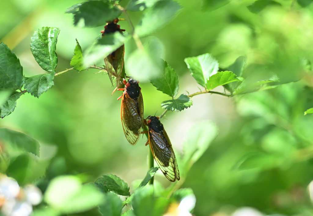 Rare 'double emergence' of cicadas expected in 2025 Here's where