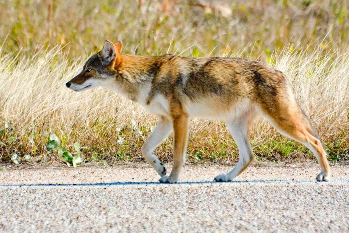 The unique coyote population's DNA has been shown to have ties to rare red wolves.