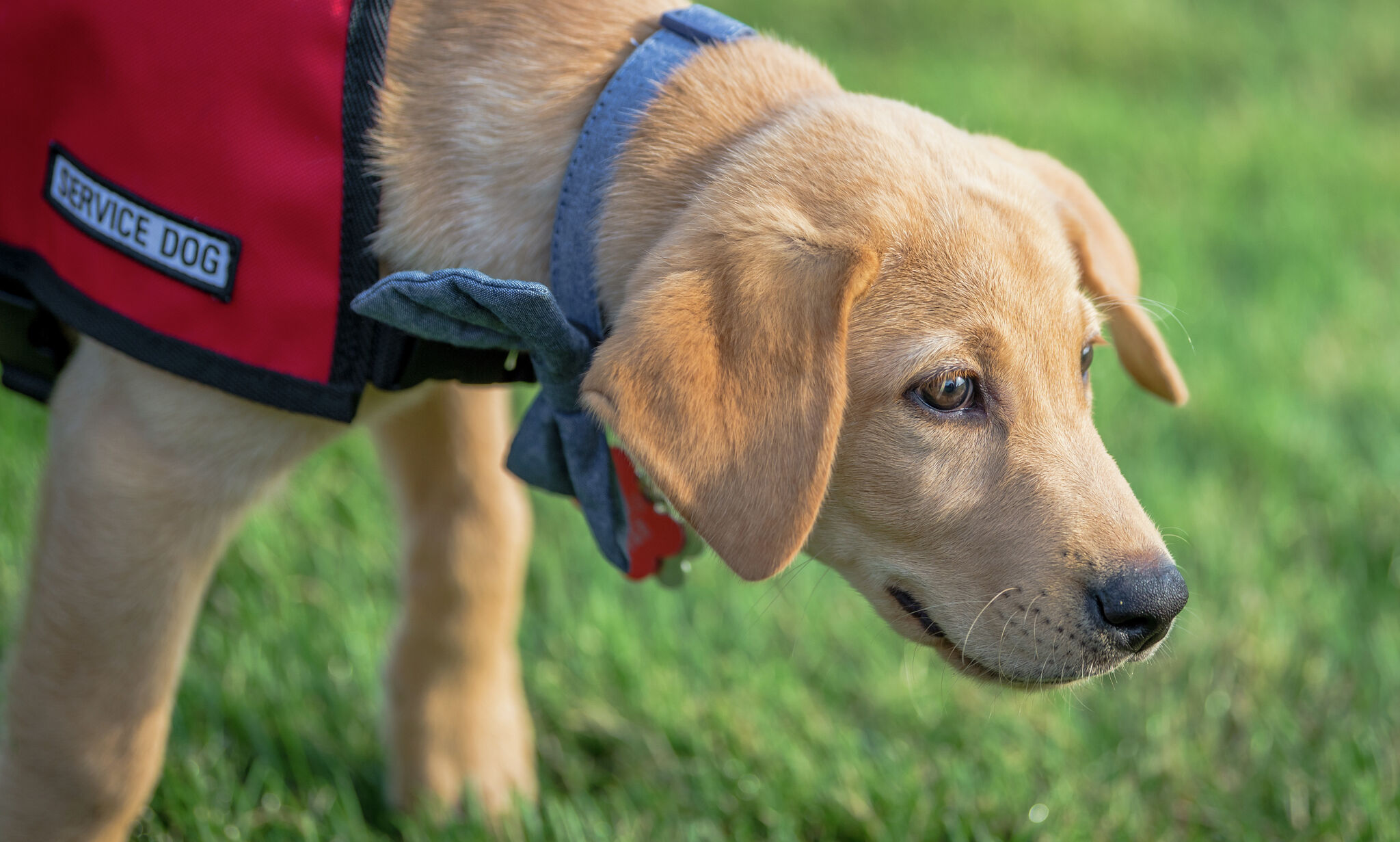 New law fines people for misrepresenting pets as service animals