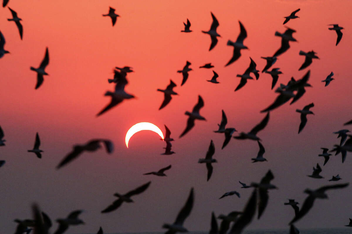 It's been reported that animals, including birds, exhibit unusual behaviors during a total solar eclipse. 