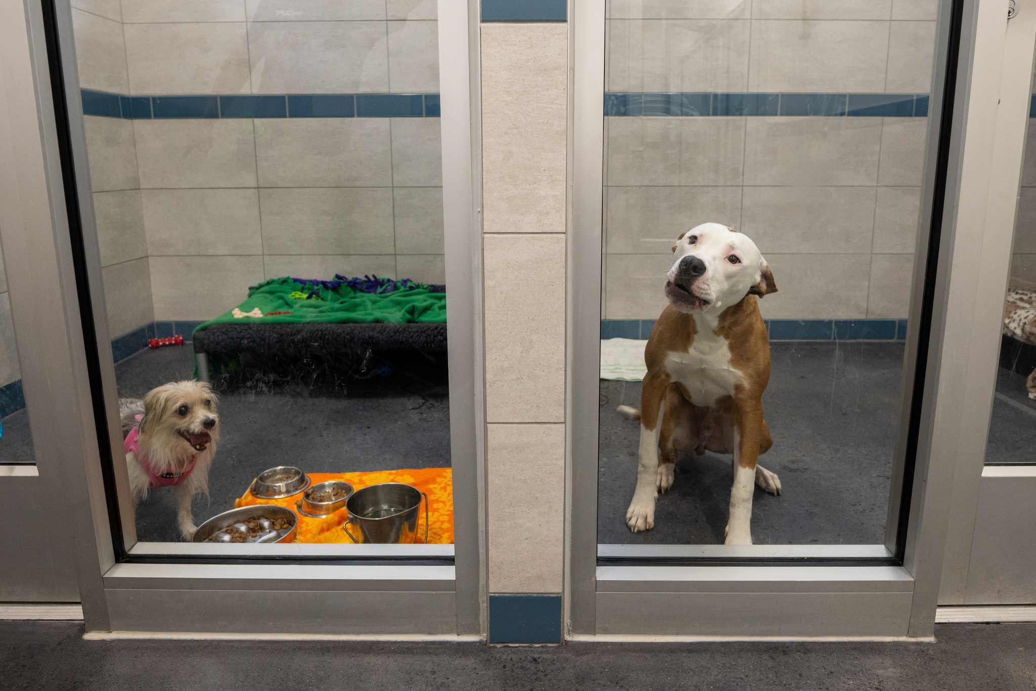 Glenville dog shelter s new facilities open