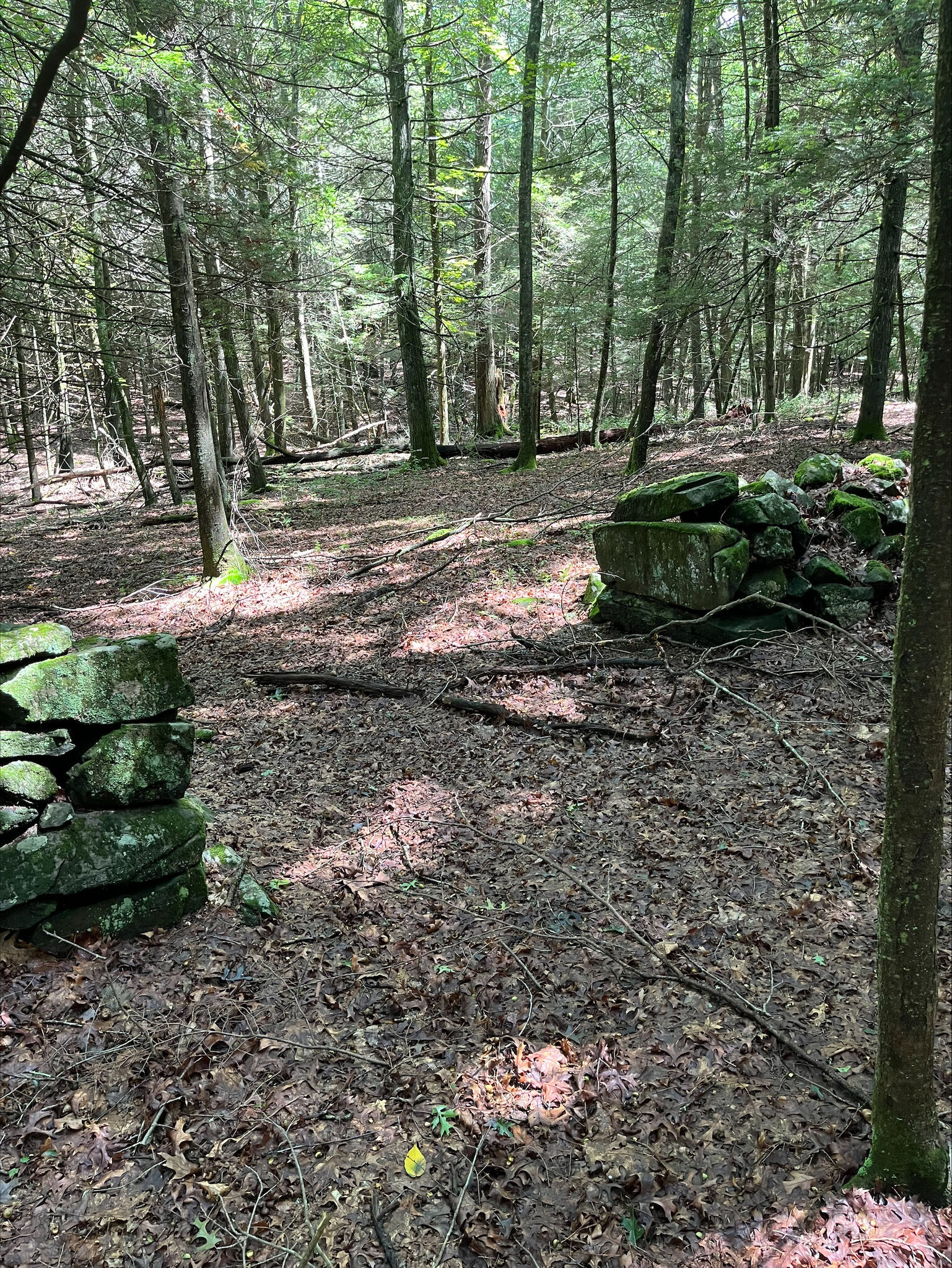 Roxbury Land Trust gets 26acre gift to protect local habitats
