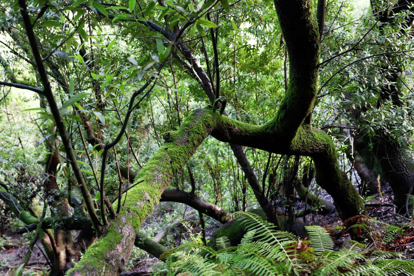 Moss is blanketing the Bay Area right now. Here’s what to know