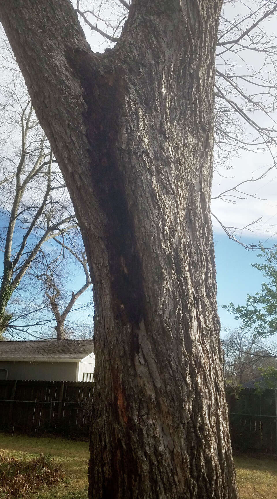 Improper pruning could cause pecan tree to topple