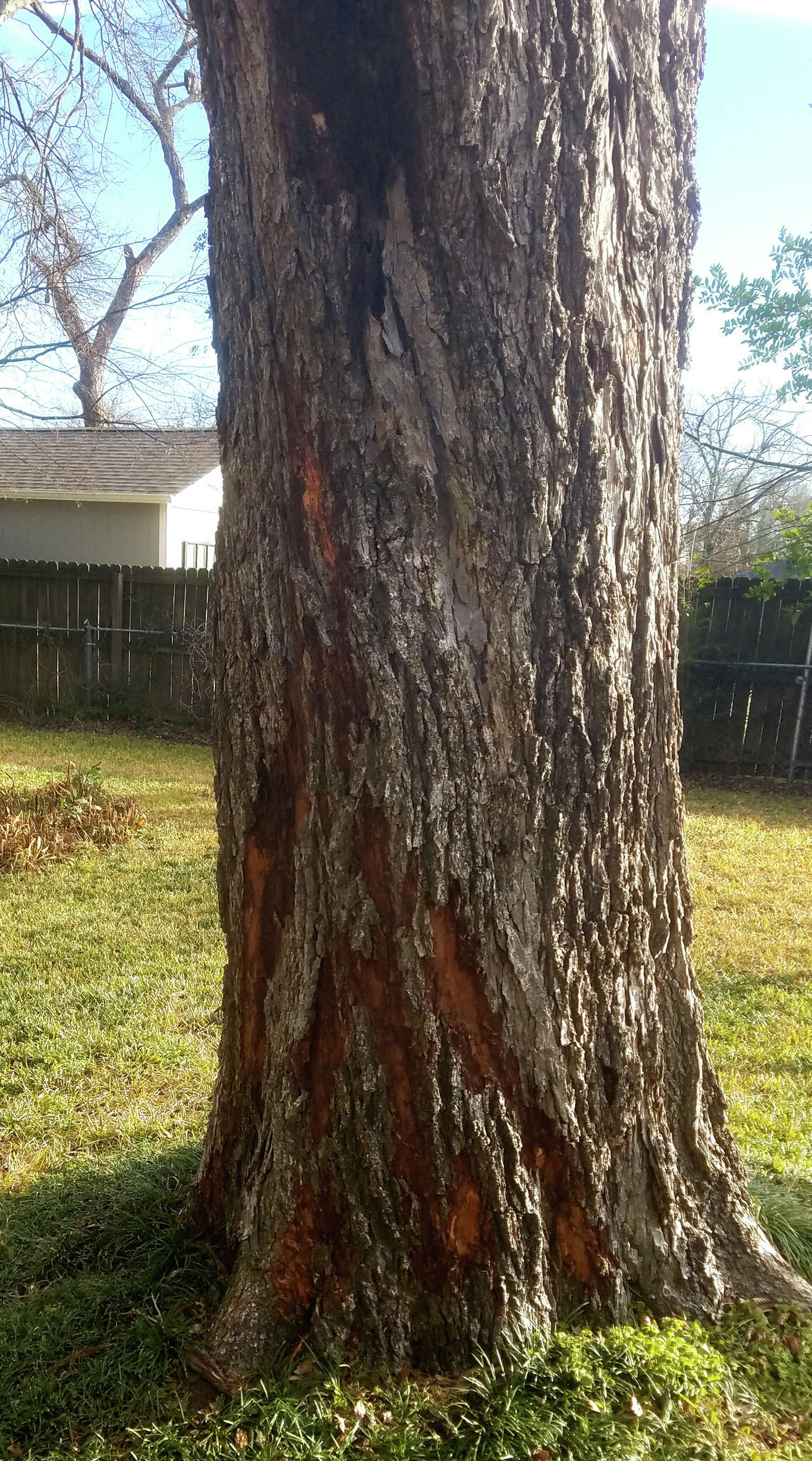 Improper pruning could cause pecan tree to topple