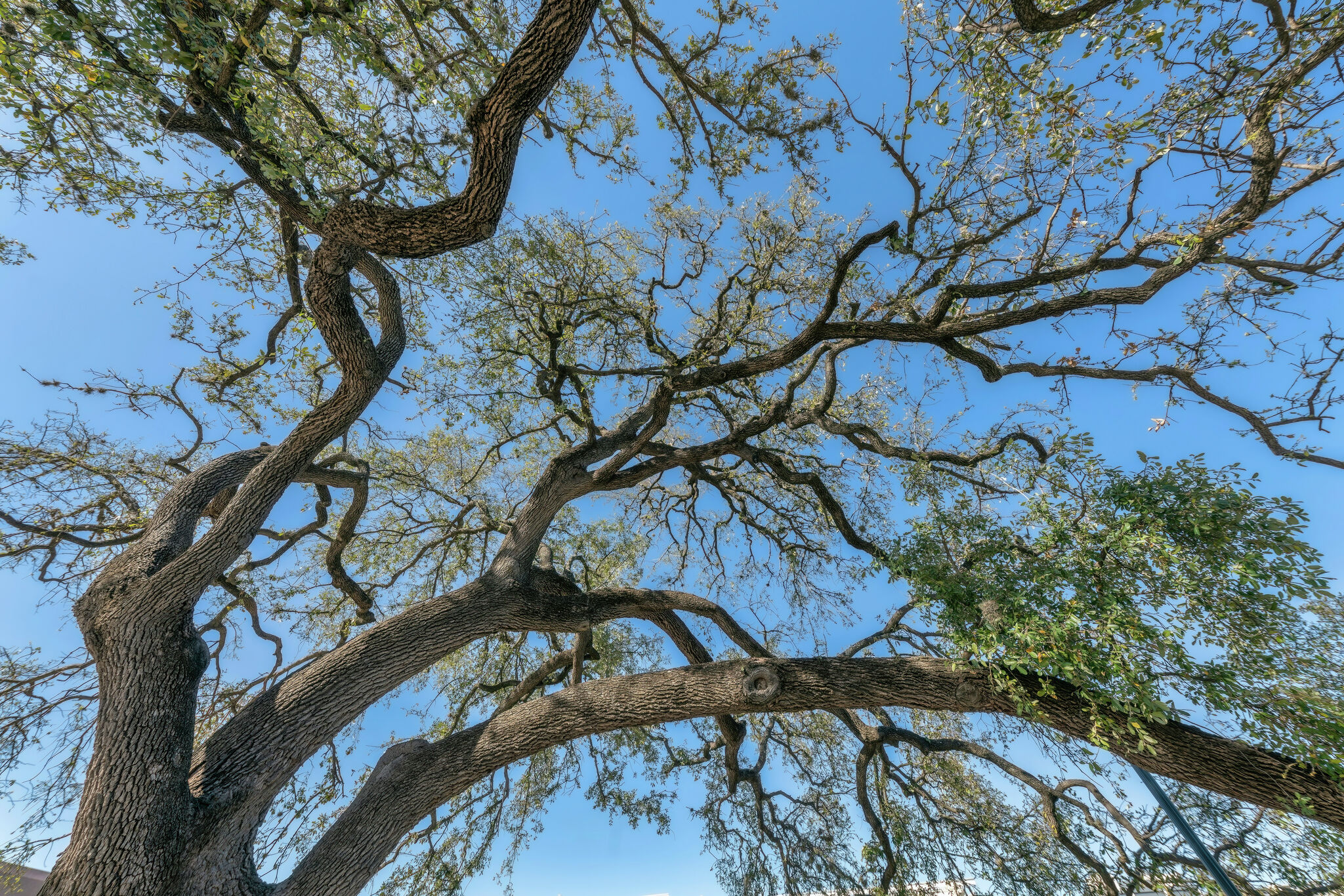 These shade trees are good to plant in San Antonio