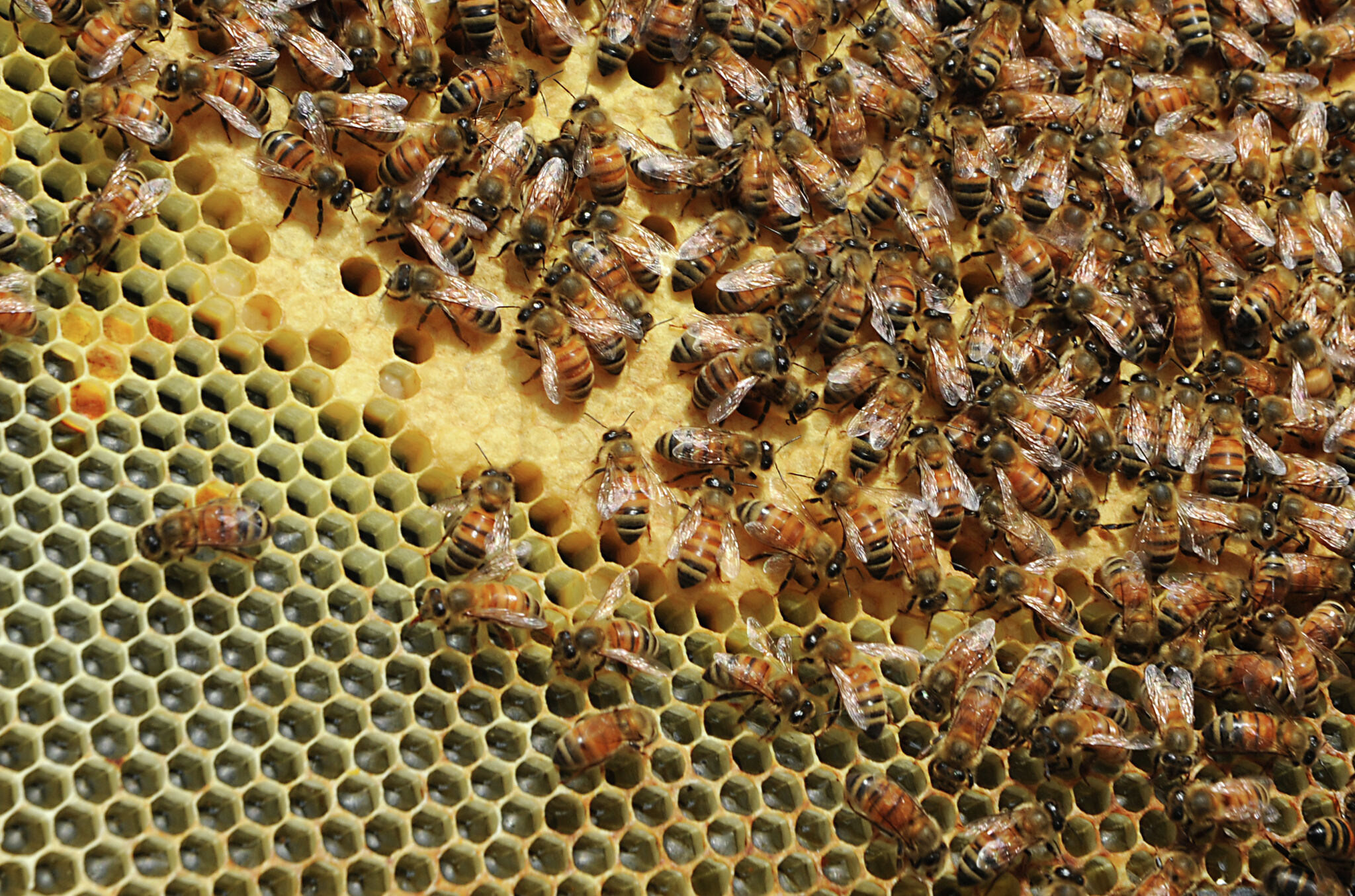 Can extreme Texas weather keep crucial honeybees from thriving?