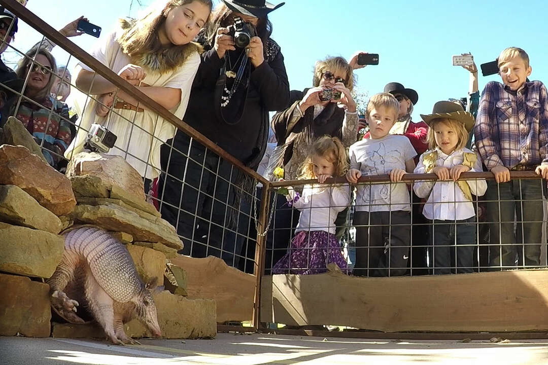 Meet Texas's Groundhog Day prognosticators Bee Cave Bob and Big Al