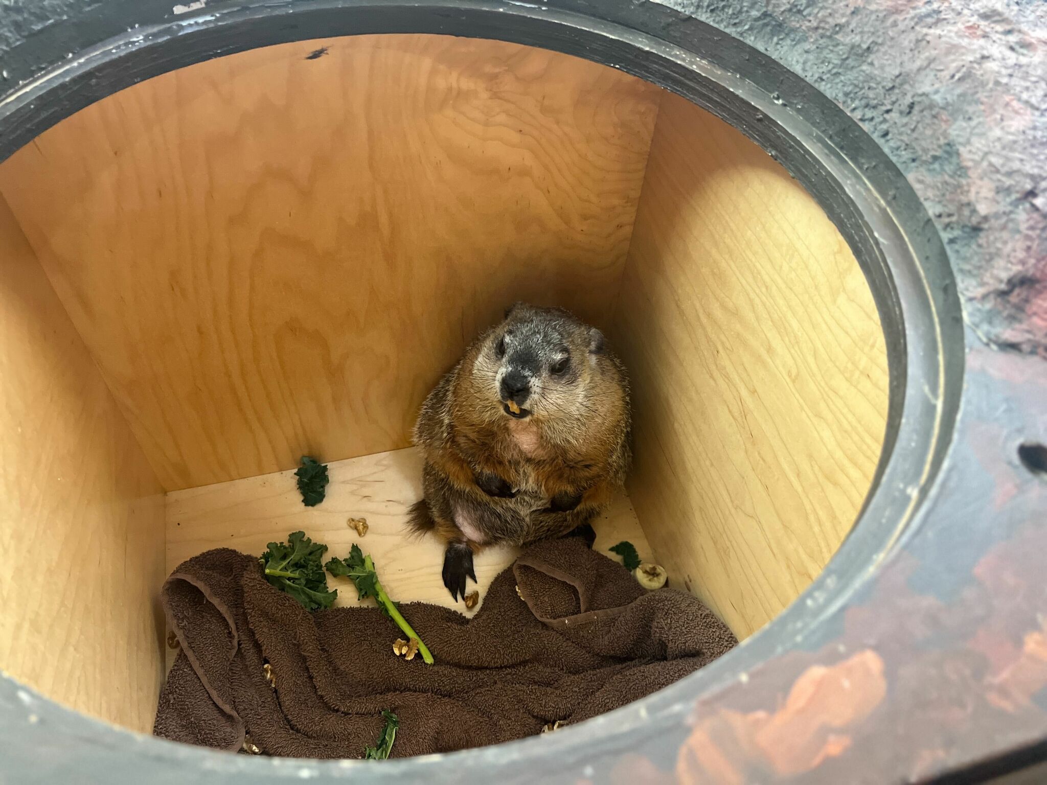 Spring Chuckle CT Chuckles XI predicts early spring along with other groundhogs