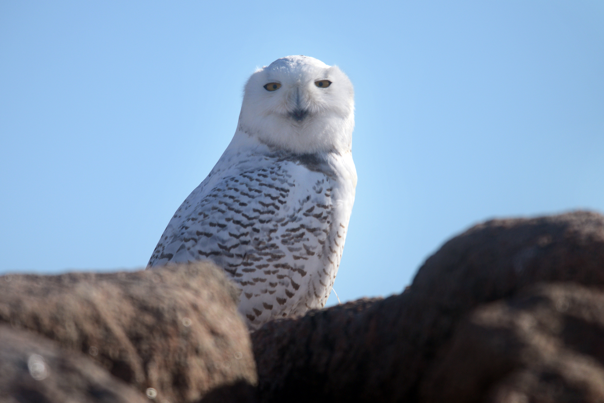 Robert Miller: Rare winter sightings of snowy owls in CT pose dangers