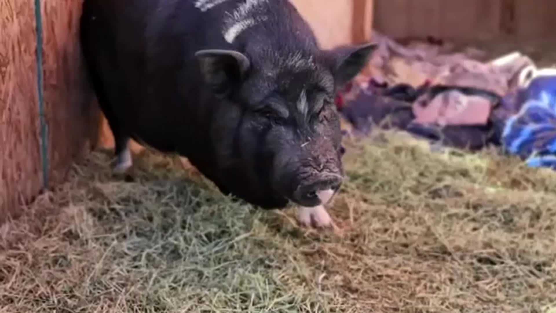 Pixie the potbelly pig rescued after roaming a construction property in ...