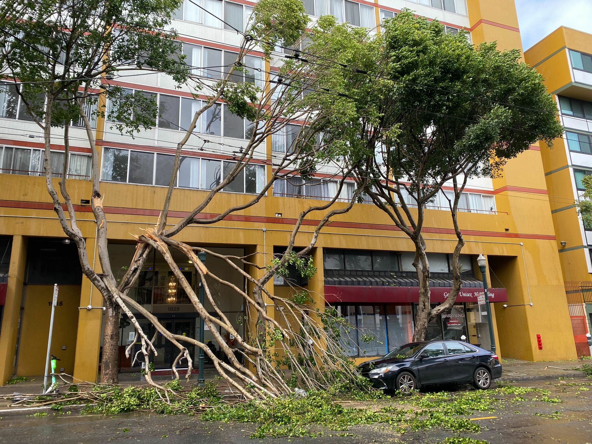 狂风暴雨袭击海湾地区，揭示了为什么树木护理至关重要