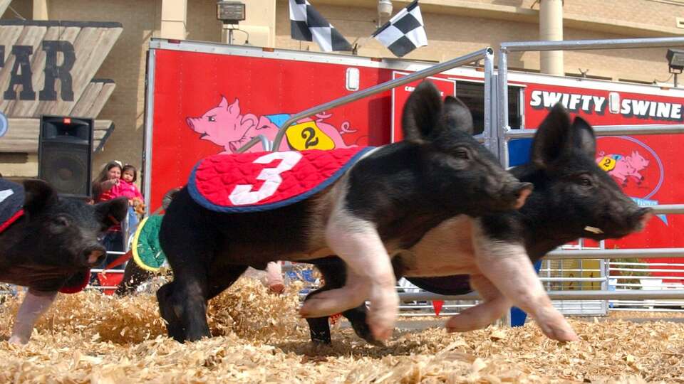 San Antonio Stock Show & Rodeo pig races star 'Kevin Bacon'