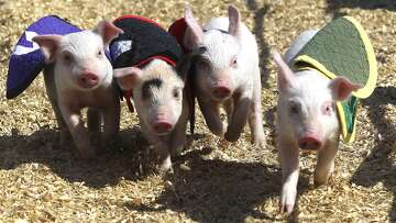 Pig Races Rodeo San Antonio Stock Show & Rodeo pig races star 'Kevin Bacon'