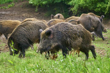 New Study: Feral Hogs Not As Harmful As We Thought