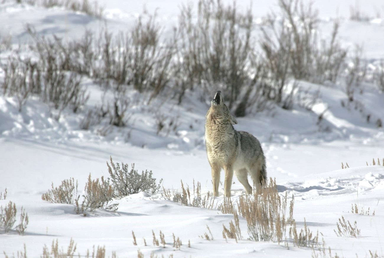 Coyotes Active During Mating Season In Michigan 0270