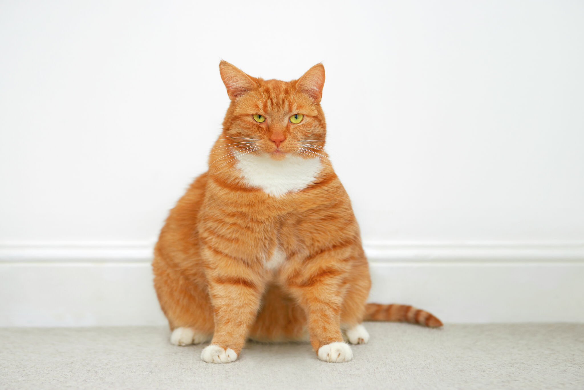 What to do if an overweight cat poops outside the litter box