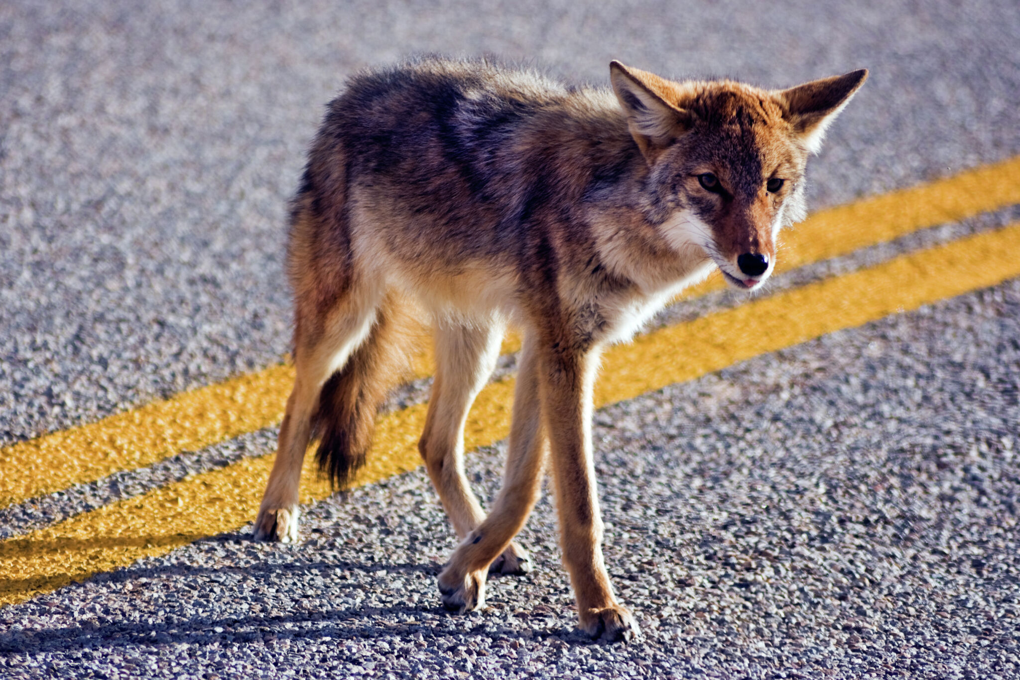 Mating Season Is Bringing Out The Coyotes In Texas 9203