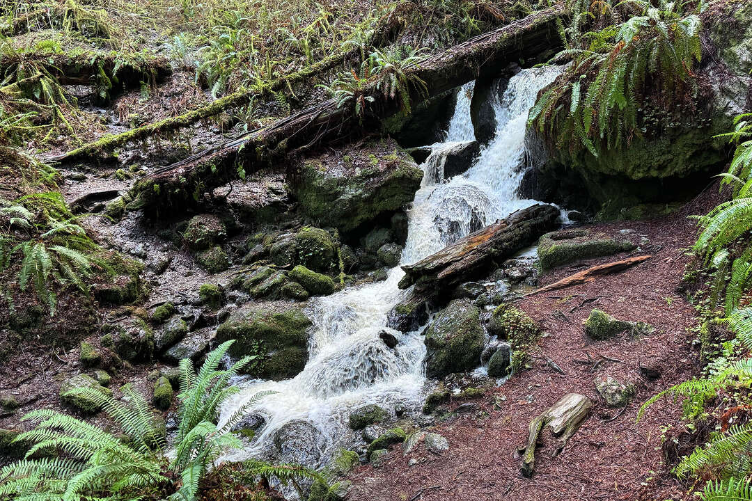 Get Calif.'s Redwood National and State Parks all to yourself