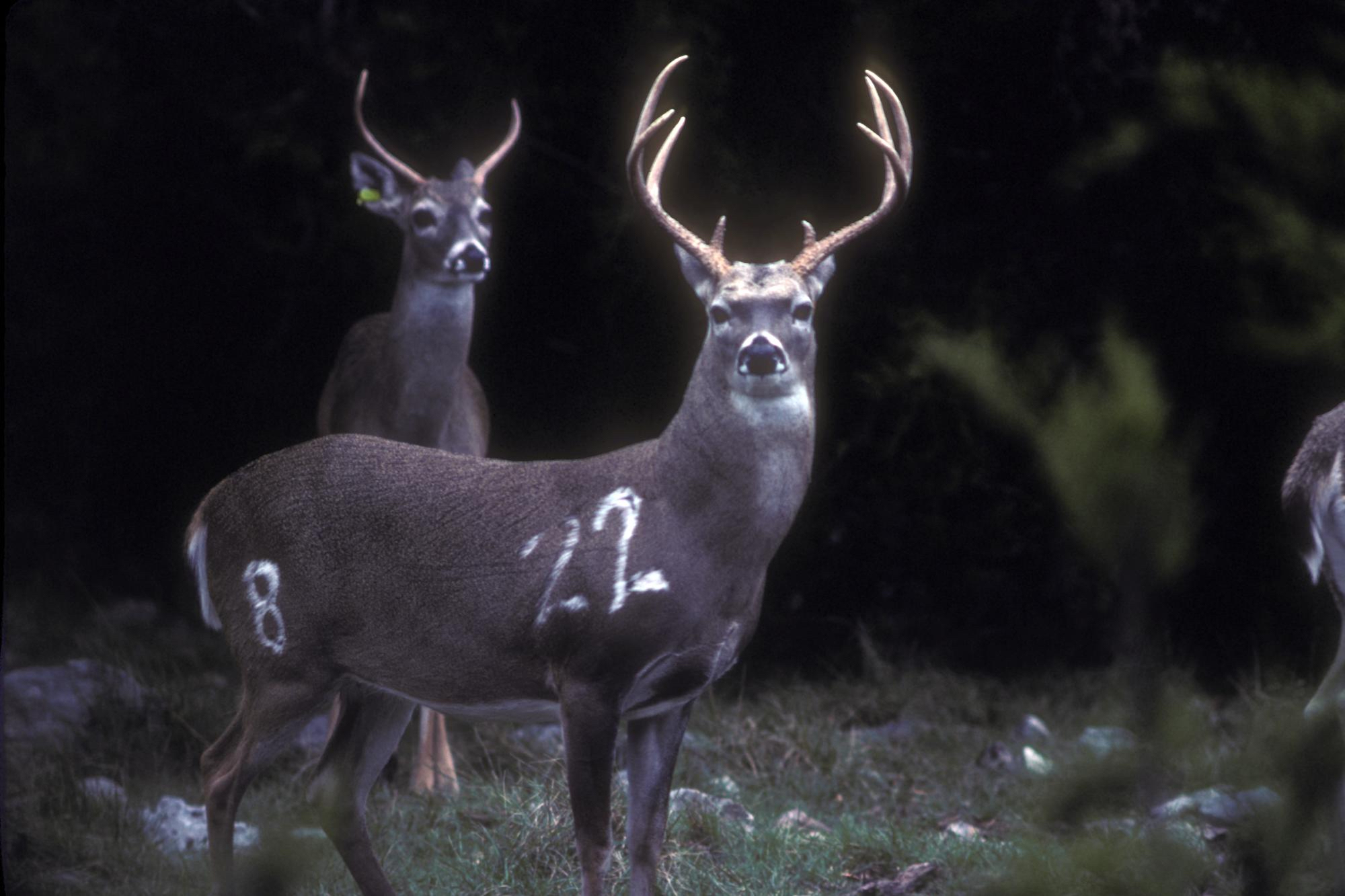 No Chronic Wasting Disease at Kerr Wildlife Management Area, lab says