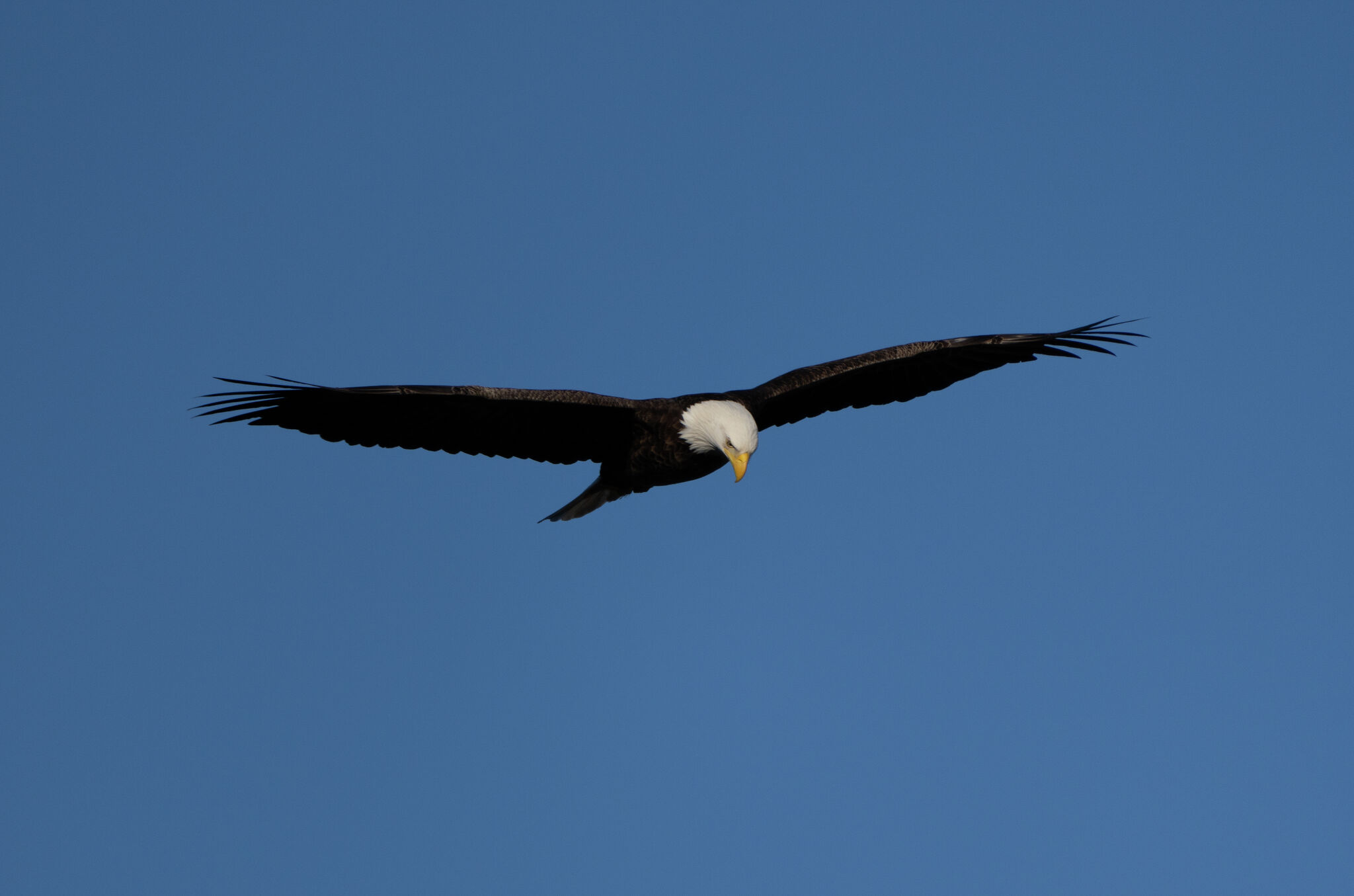 Lucky Greenwich photographer spots bald eagle in Bruce Park