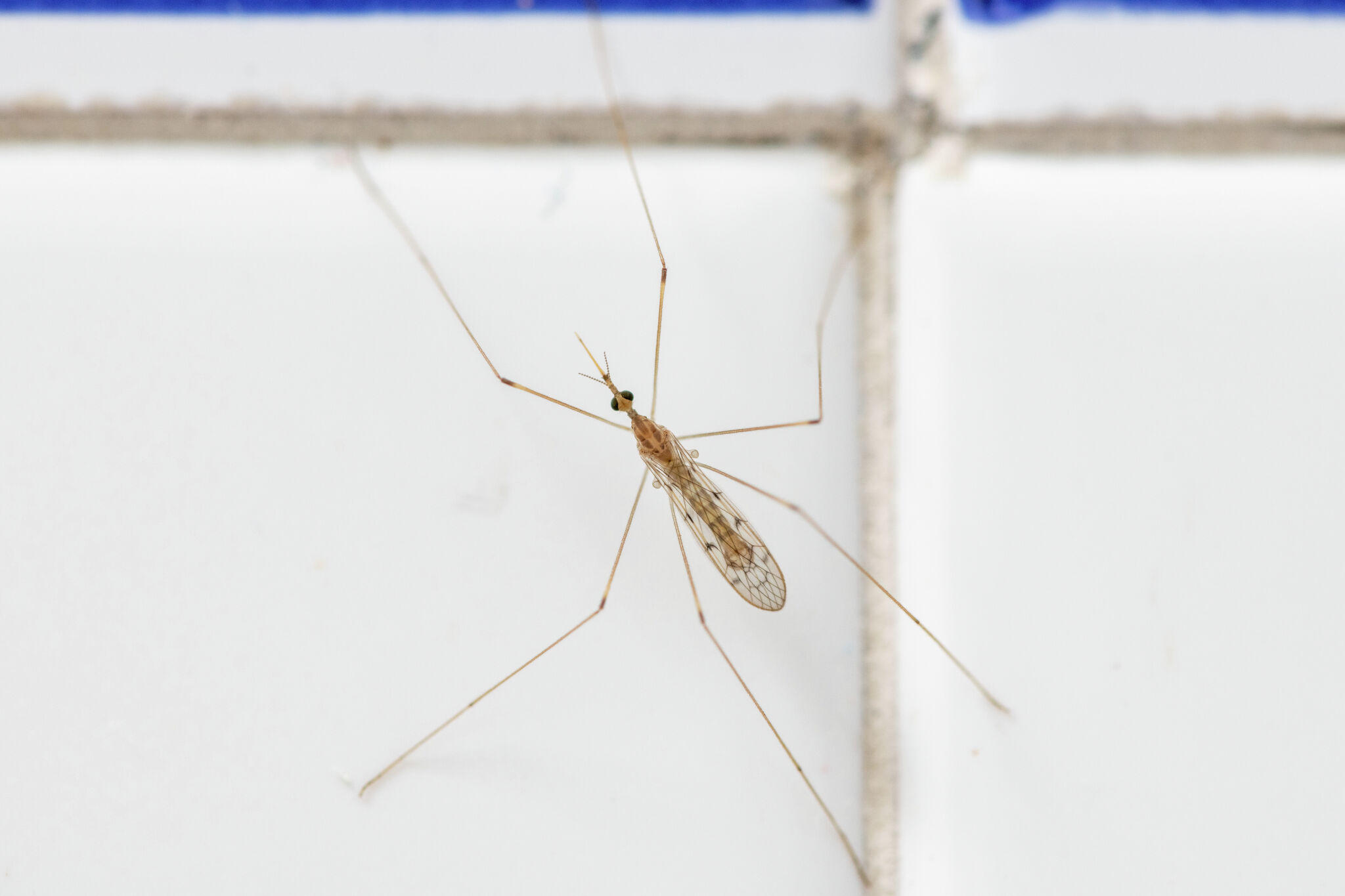 What are crane flies? - AgriLife Today