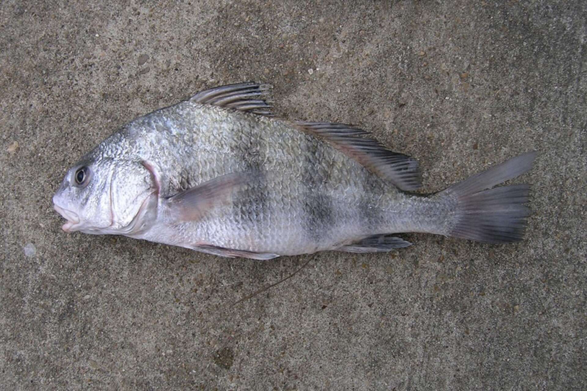 Galveston anglers black drum catchGalveston anglers black drum catch  