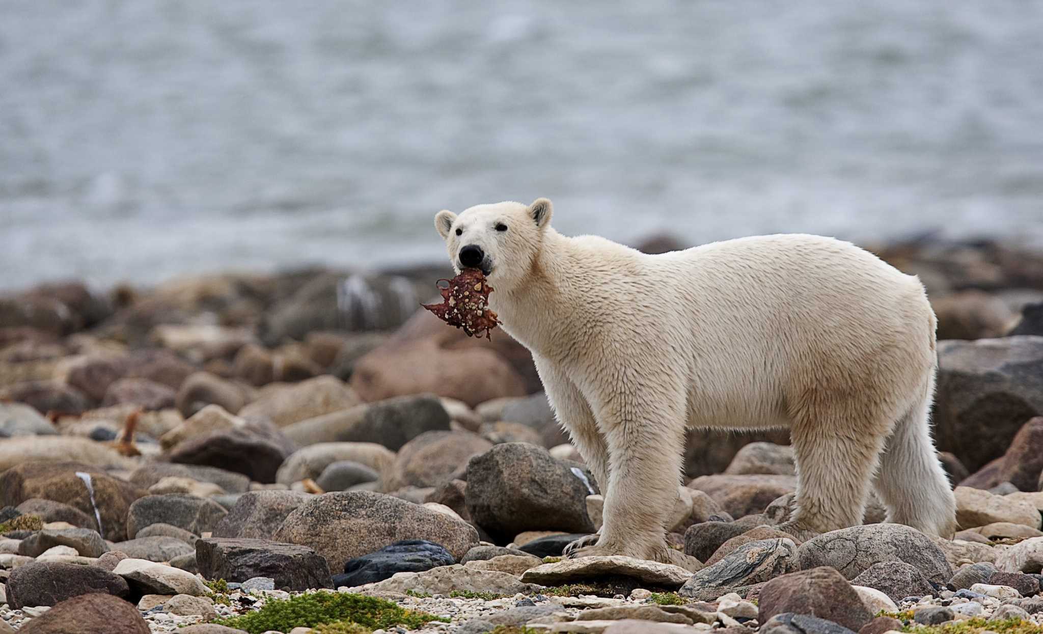Pour les ours polaires menacés, le régime alimentaire lié au changement climatique est une proposition perdante