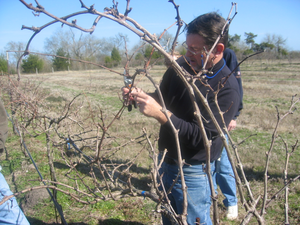 What is happening in Texas' grape vineyards during the winter months?