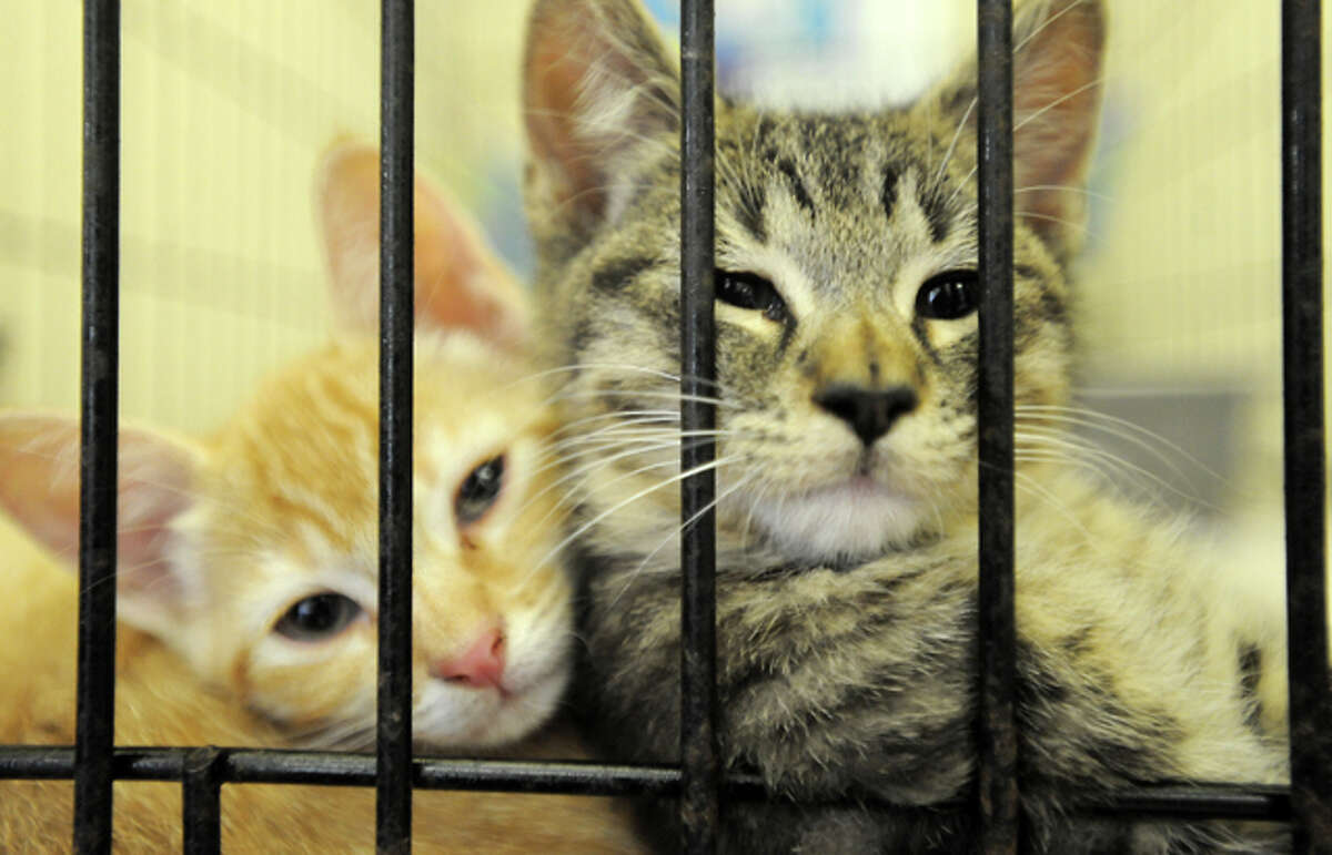 Adopt A Cat at the Humane Society