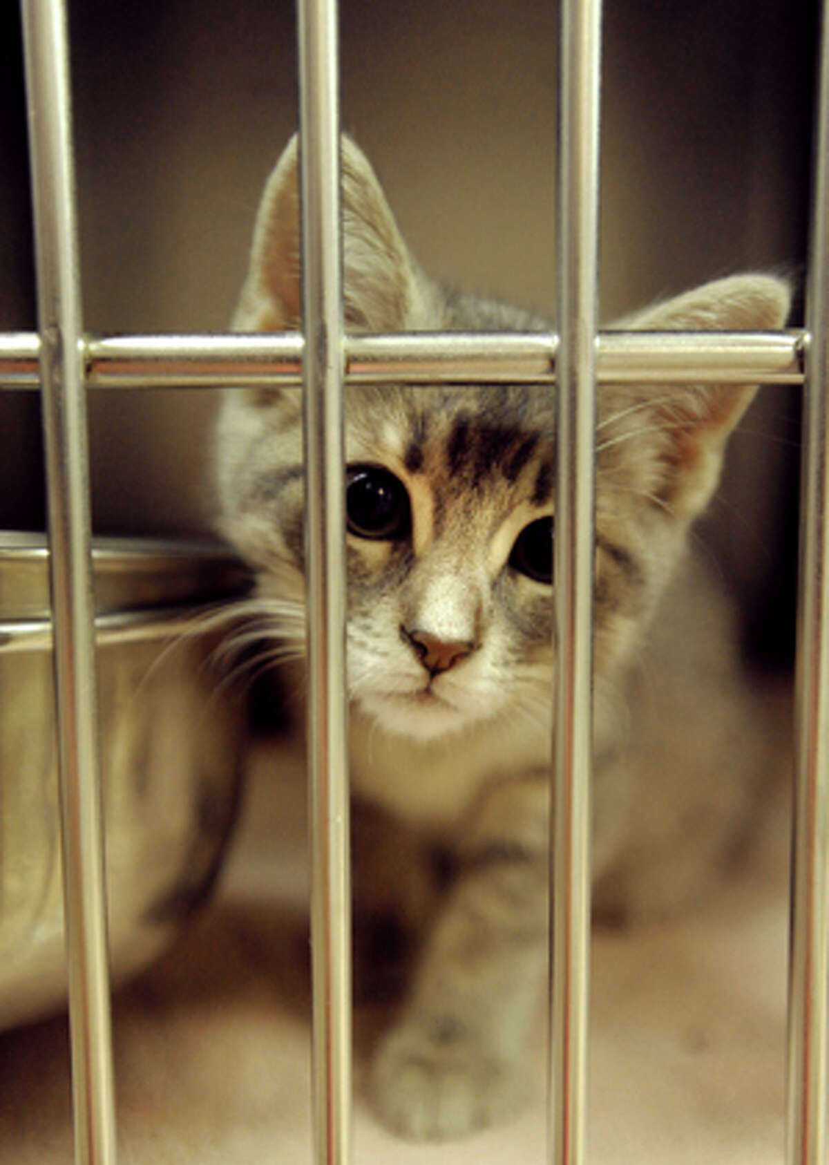 Adopt A Cat at the Humane Society